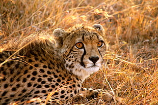 cheetah on the brown grass field photo HD wallpaper