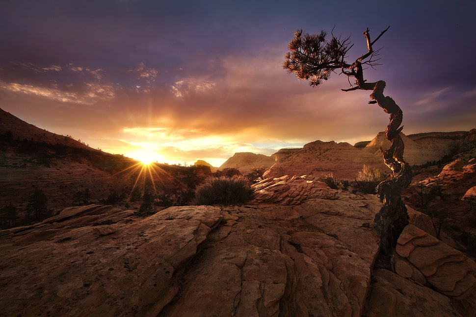 mountains and bare tree, nature, landscape, fall, sunset HD wallpaper
