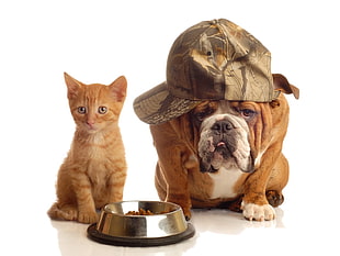 photo of tan dog wearing cap and orange Tabby kitten