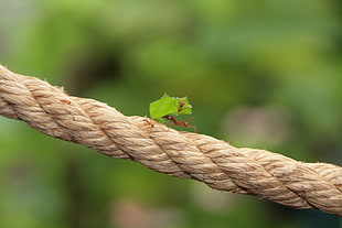 ant carrying leaf on brown rope, butterfly