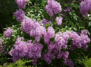 Lilacs,  Flowering,  Shrubs,  Twigs HD wallpaper