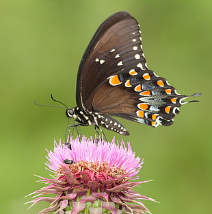 Giant Swallowtail Butterfly, spicebush HD wallpaper