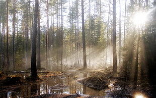 swamp in forest during daytime