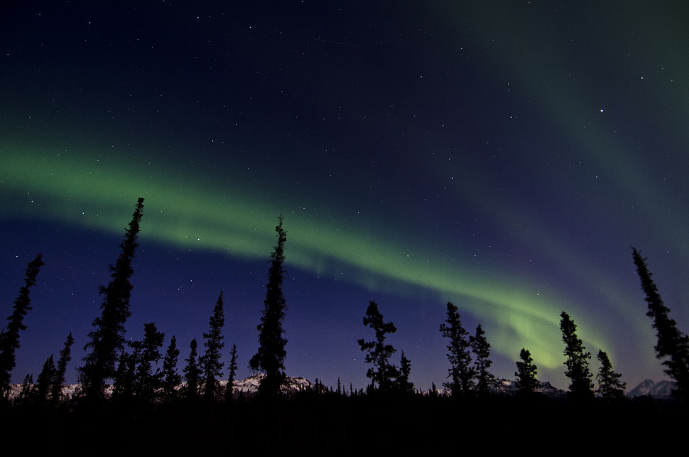 silhouette photo of threes with northern lights during daytime HD wallpaper