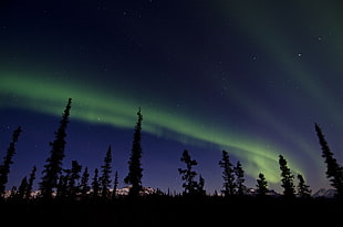 silhouette photo of threes with northern lights during daytime HD wallpaper