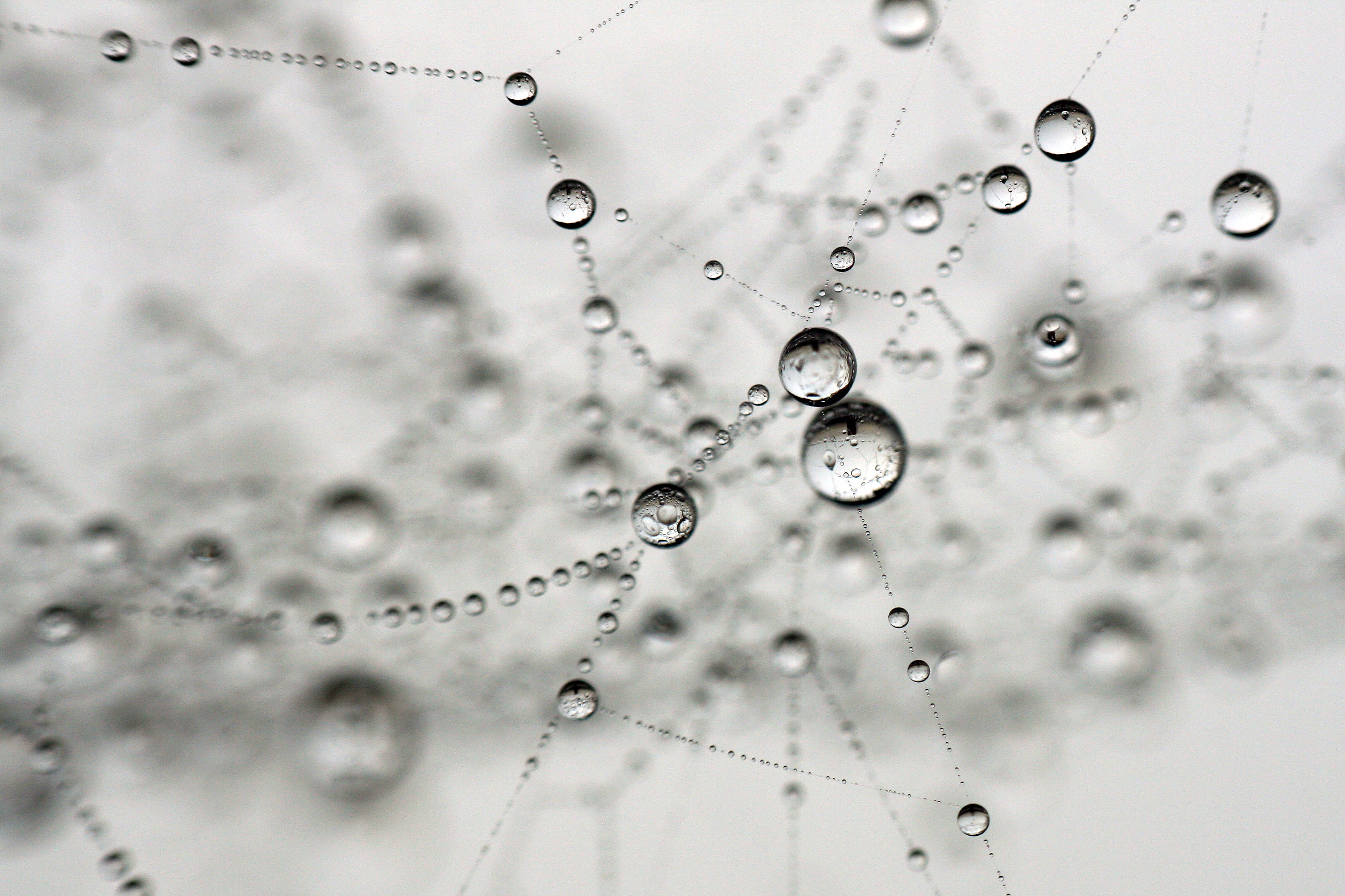macro photograph of droplets, spider