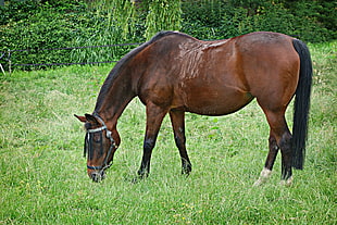 brown horse eating grasses near bush