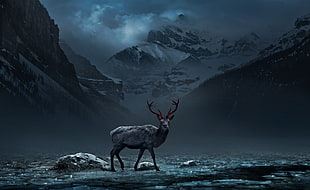 gray deer, nature, animals, deer, mountains