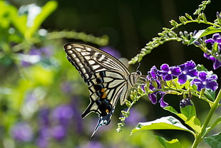 white and black butterfly on purple flower during daytime HD wallpaper