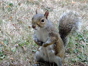 brown squirrel, Squirrel, Standing, Grass HD wallpaper