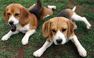 two tri-color Beagles