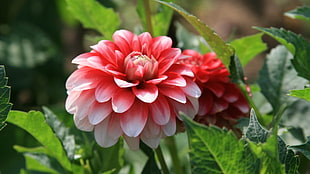 red Dahlia flower in closeup photo