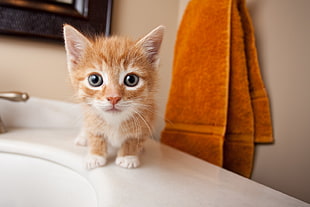 orange and white tabby kitten HD wallpaper