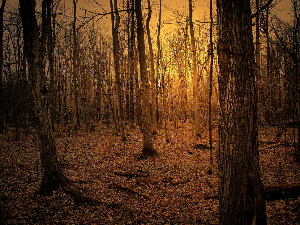 forest during golden hour HD wallpaper