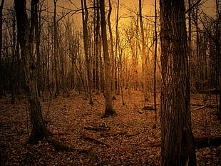forest during golden hour HD wallpaper