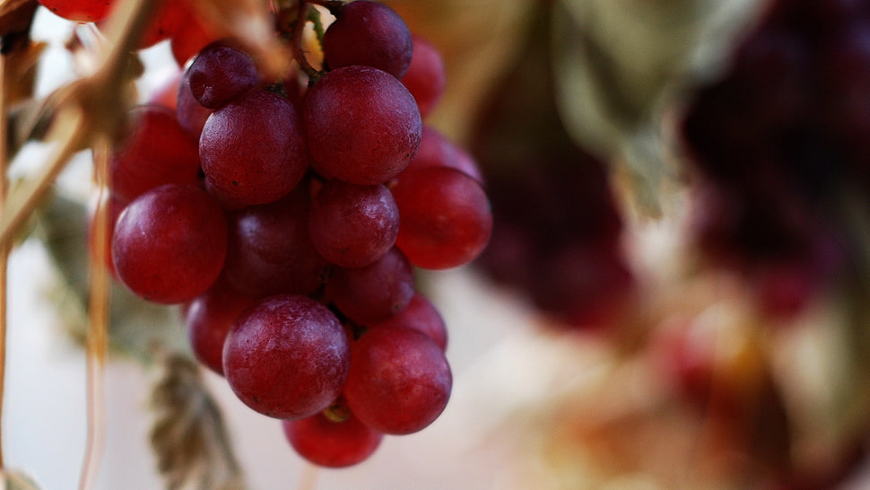 closed-up photography of grapes HD wallpaper