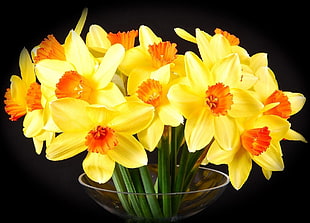 yellow Daffodil flower bouquet close-up photography