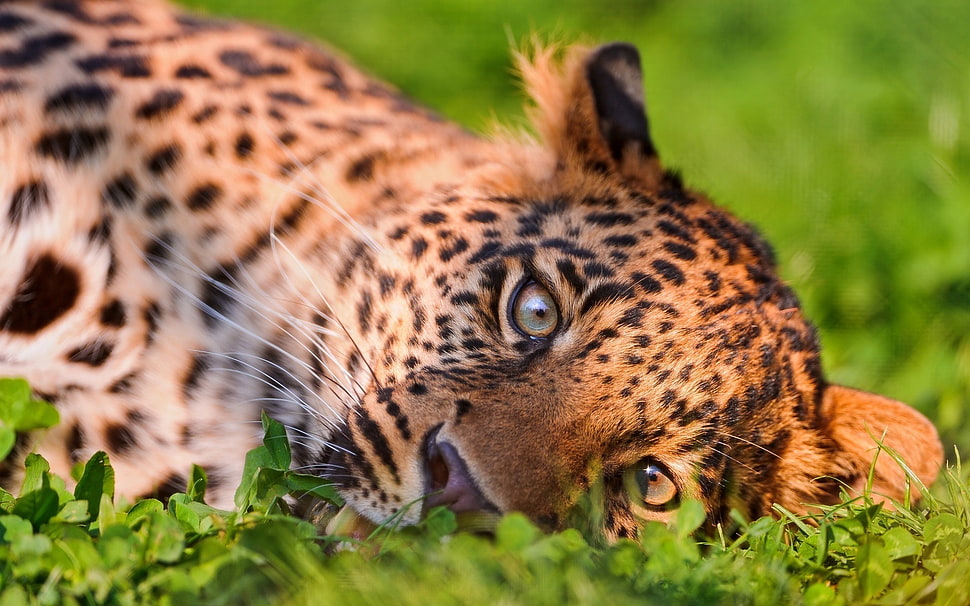 Leopard cub laying on green grass HD wallpaper