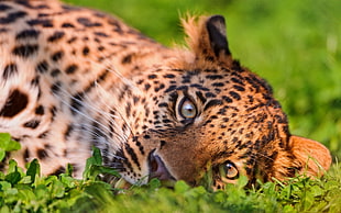 Leopard cub laying on green grass