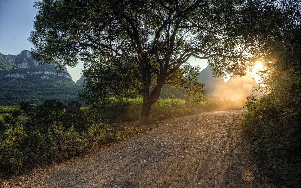 green trees beside road under clear sky HD wallpaper