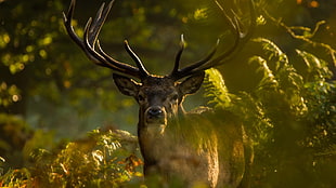 close up photo of deer