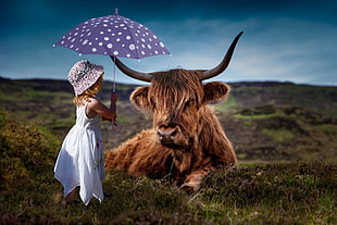 girl in white dress under the umbrella near the highland cattle