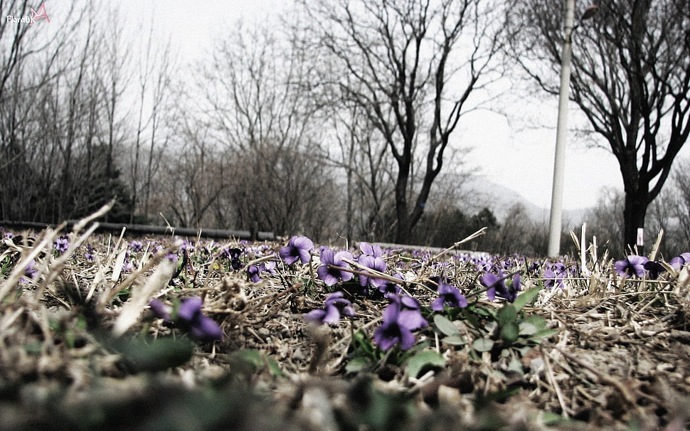 shallow focus photography of purple flowers HD wallpaper