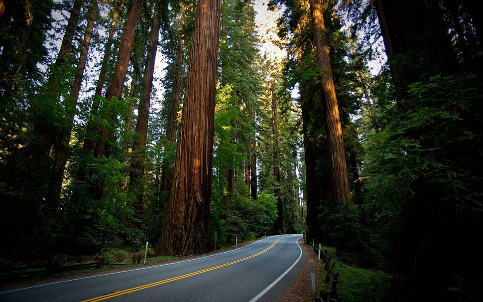 brown asphalt road, road, trees, forest HD wallpaper