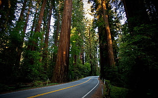 brown asphalt road, road, trees, forest