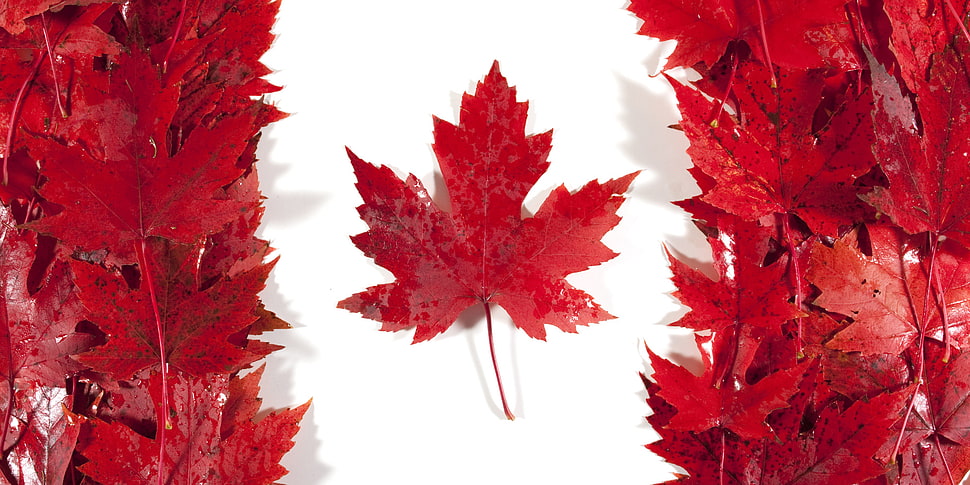 maple leaf HD wallpaper