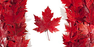 maple leaf