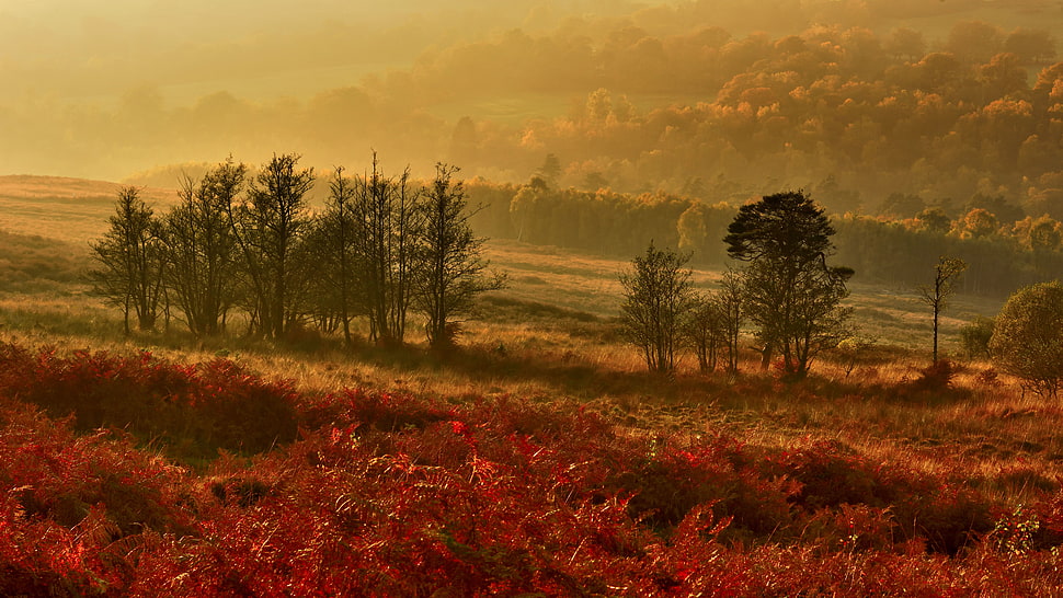 landscape photography with trees and grasses HD wallpaper