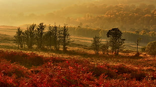 landscape photography with trees and grasses