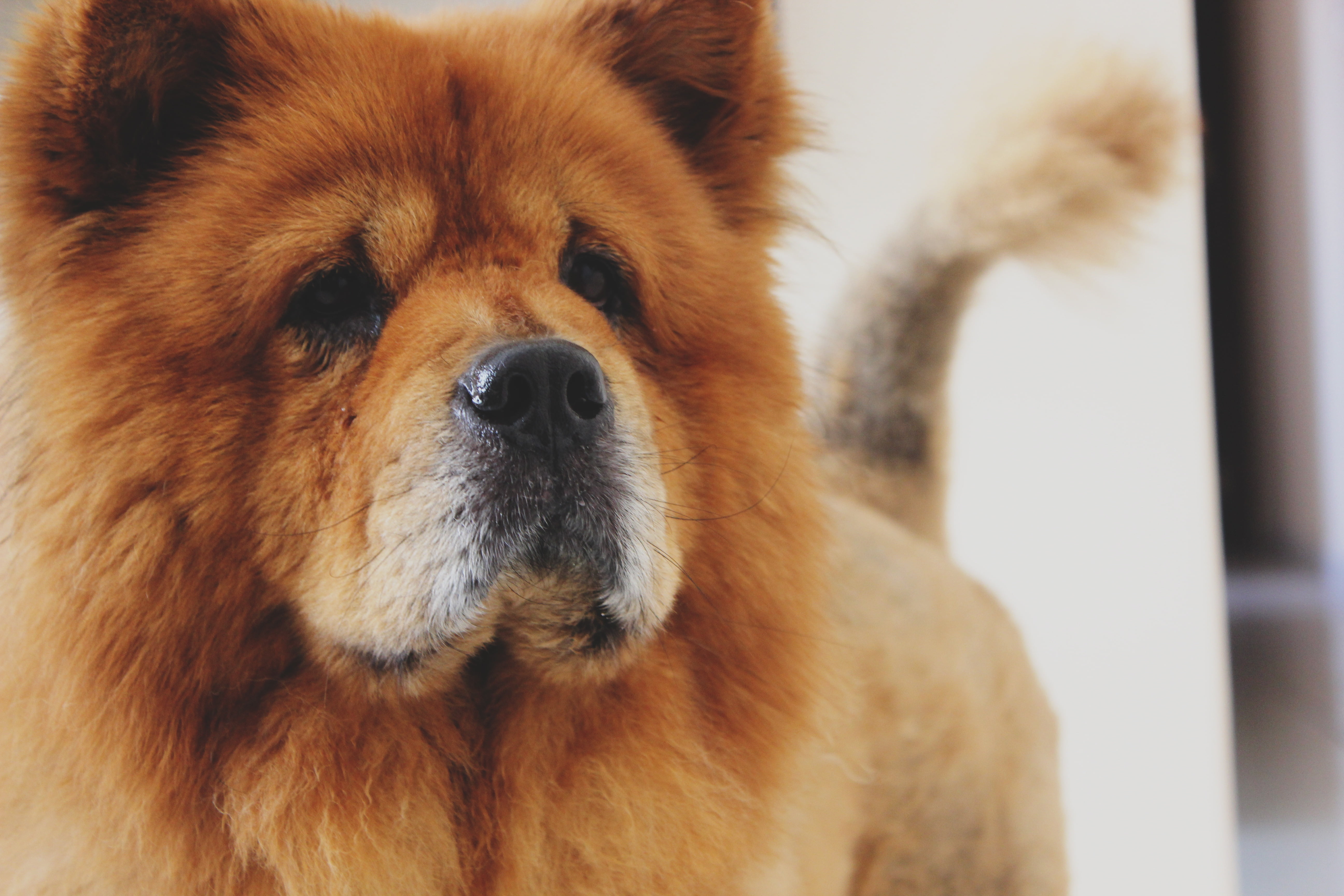 small long-coated brown dog