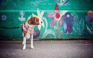 tricolor Beagle with black leash in front of painted concrete wall HD wallpaper