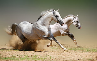 two white horse running on field during daytime