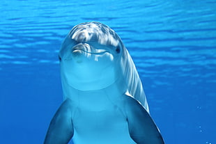 close up photo of dolphin