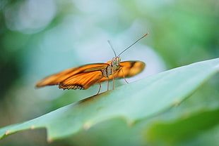Doris Longwing butterfly perched on green leaf macro photography