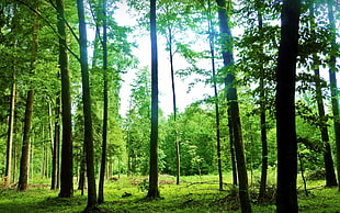 green tree lot, forest, nature, trees