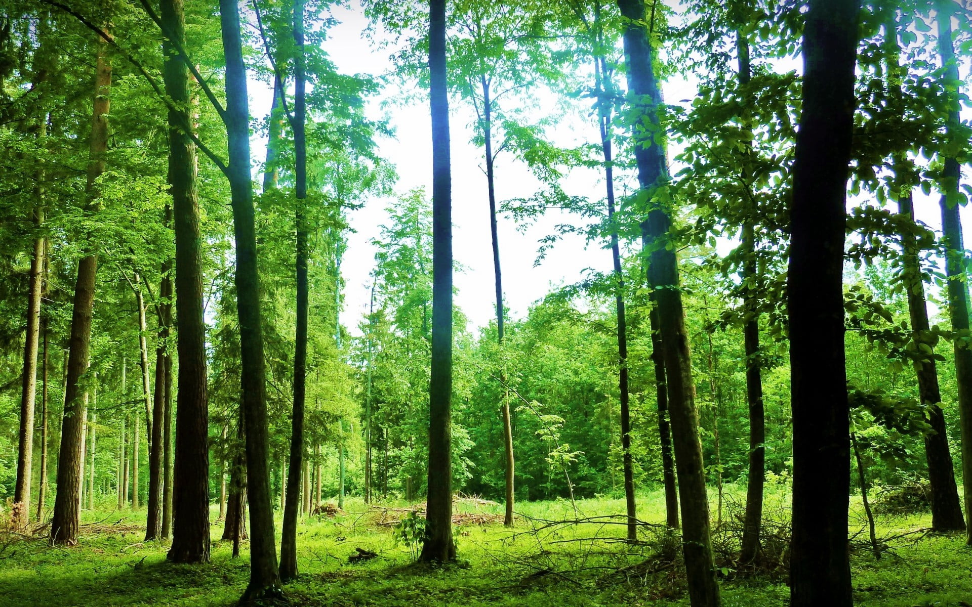 green tree lot, forest, nature, trees