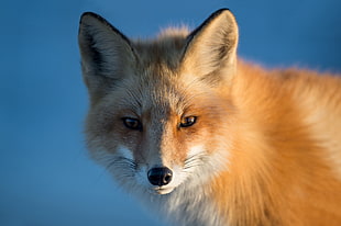 close up photo of fox HD wallpaper