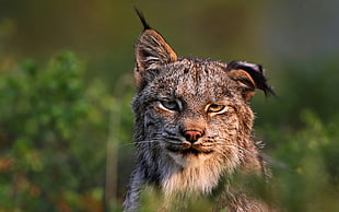 shallow focus of gray and black Lynx HD wallpaper