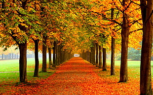 pathway covered with orange maple leaves during daytime HD wallpaper