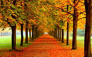 pathway covered with orange maple leaves during daytime