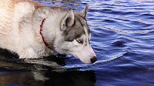 adult white and gray Siberian husky, dog, water drops, Siberian Husky , animals