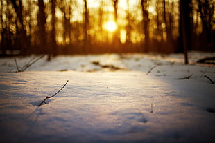 white snow, snow, sunlight, bokeh, twigs