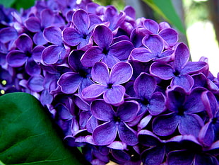 photo of purple flowers HD wallpaper