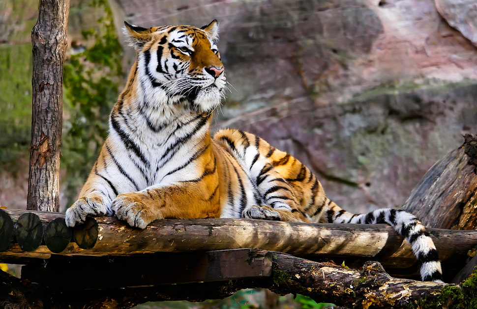 Bengal Tiger on wood surface HD wallpaper
