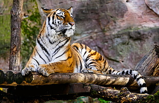 Bengal Tiger on wood surface HD wallpaper