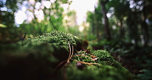 macro photography of moss on forest